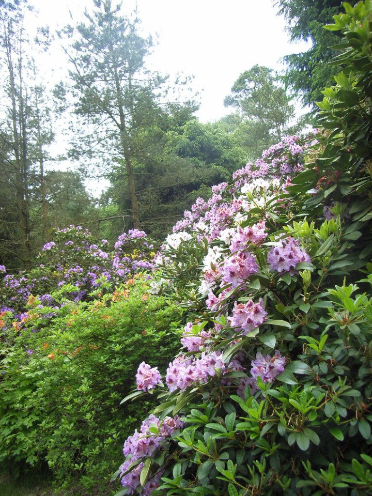 garten-gartenpflege_008